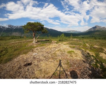 Single Pine Treen On Mountain