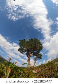 Single Pine Treen On Mountain