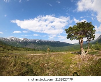 Single Pine Treen On Mountain