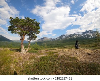 Single Pine Treen On Mountain