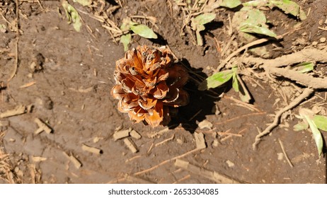 Single pinecone lying on dry ground under bright sunlight. A natural scene highlighting forest elements, textures, and seasonal change, ideal for nature and outdoor-themed content