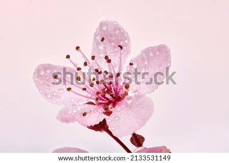 Single pink cherry blossom branch with dew moisture. Almond blossom or sakura flower macro with droplets of water.
