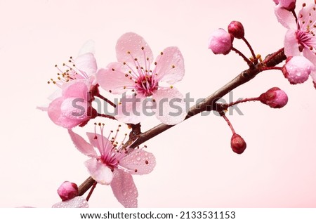 Single pink cherry blossom branch with pink flowers and dew moisture. Macro shot of almond blossom or sakura branch with flowers and droplets of water.