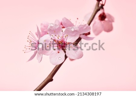 Single pink cherry blossom branch with pink flowers and dew moisture. Macro shot of almond blossom or sakura branch with flowers and droplets of water.	

