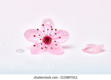 Single pink cherry blossom flower with petals and water droplets. Almond blossom or sakura flower macro with petals and drops of water.