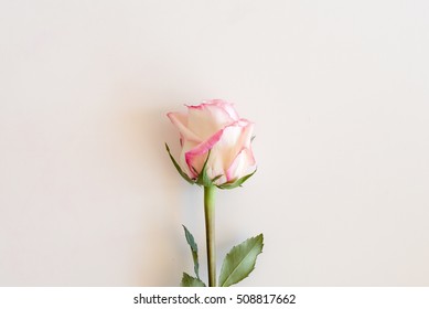 Single Pink And Cream Rose On A White Table From Above