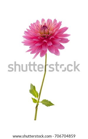Single pink dahlia flower. Single pink dahlia flower isolated on a white background.
