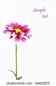 Single pink daisy with space for text