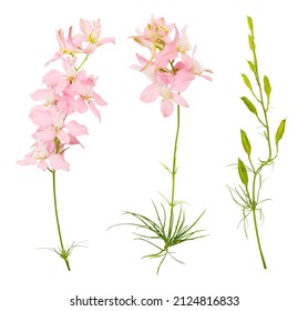 Single Pink field flowers delphinium isolated on white background, wildflowers.  - Powered by Shutterstock