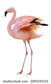single pink flamingo isolated on white background