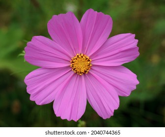 Single Pink Flower Close Up. Pink Cosmos Flower In Full Bloom.
