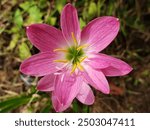 A single pink flower with yellow stamens and a green center is in focus, showcasing its delicate beauty and vibrant color.