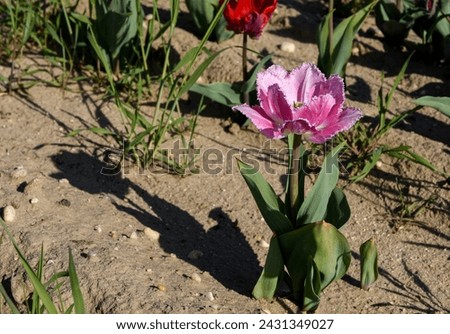 A single pink frilly tulip in a field of tulips in the late afternoon of a sunny day, the angle of the sun caused prominent shadows of the tulip, the field was on the North Fork of Long Island, NY