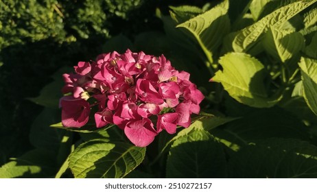 A single pink hydrangea flower in bloom, surrounded by large green leaves in a sunlit garden. - Powered by Shutterstock