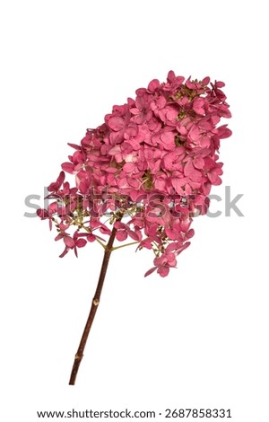 Single pink hydrangea flower head on a stem isolated cutout on white background