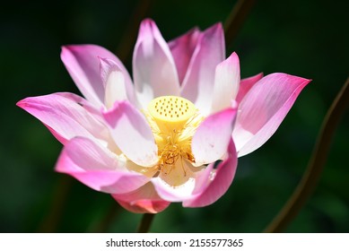 Ein einziger rosafarbener Lotus ist in voller Blüte.