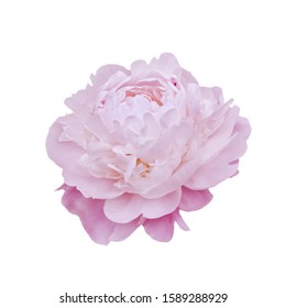 Pink Peony Isolated On White Background Stock Photo 659921473 ...