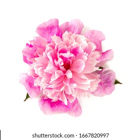 Single Pink Peony Isolated On White