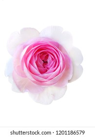 The Single Pink Rose Become Fully Open Roses On The White Background, Isolate. Mon Coeur Is Rose - Pink, Lighter Edges. Moderate, Damask, Musk Fragrance. It Bred By Takunori Kimura, Japan.