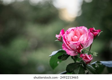 A single pink rose blooms in full glory, surrounded by smaller buds and lush green foliage. - Powered by Shutterstock