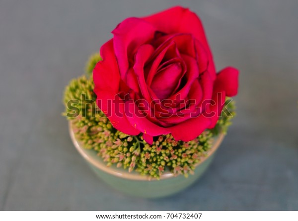 Single Pink Rose Flower Bud Vase Stock Photo Edit Now 704732407