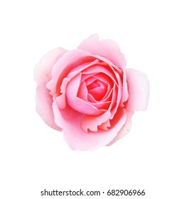 Single pink rose flower isolated on white background - Shutterstock ID 682906966
