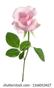 Single Pink Rose Isolated On White Background