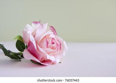 A Single Pink Rose Laying On A Table.