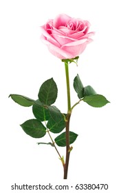 Single Pink Rose On A White Background