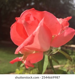 Single pink rose in the sunlit garden - Powered by Shutterstock