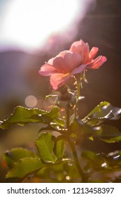 Single Pink Rose Sunset