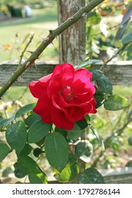 Single Pink Rose With Thorny Vine And Wooden Frame