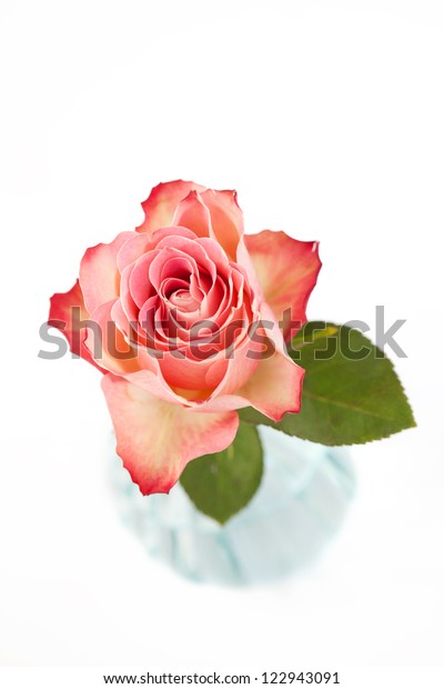 Single Pink Rose Vase On White Stock Photo Edit Now 122943091