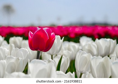 A Single Pink Tulip In A White Tulip Field