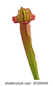 Single Pitcher Plant (sarracenia Hybrid) Isolated On A White Background