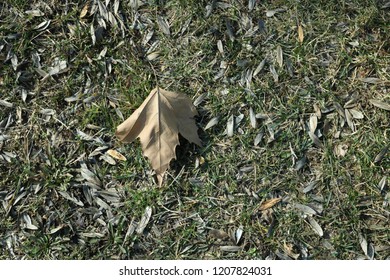 Single plane leaf