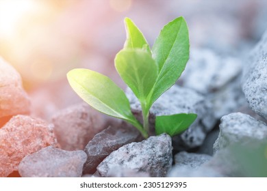 Single plant emerging through pile of stones against all odds. Concept for natural forces and fantastic achievements.