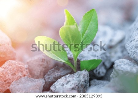 Single plant emerging through pile of stones against all odds. Concept for natural forces and fantastic achievements.