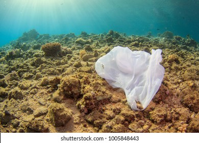 Single Plastic Trash Bag On Dead Coral Reef