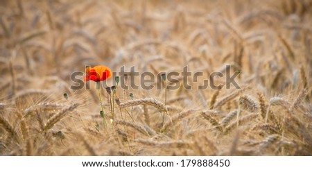 Similar – Poppy flower in a cereal field