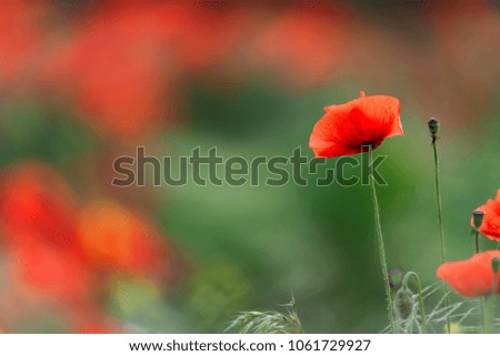 Similar – Image, Stock Photo Tuesday poppy, orange and red