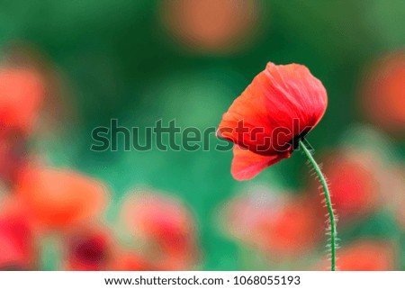 Similar – Image, Stock Photo Tuesday poppy, orange and red