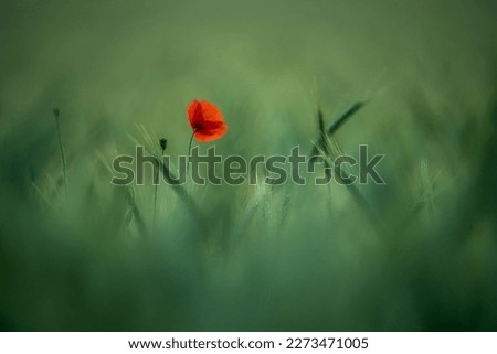 Single poppy flower standing tall in the middle of a lush green field. The vibrant red petals of the flower contrast beautifully against the sea of greenery in the background