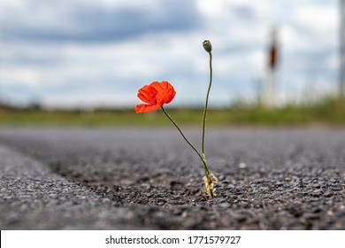 single poppy growing from a crack in the asphalt of a road, outdoors, Papaver rhoeas