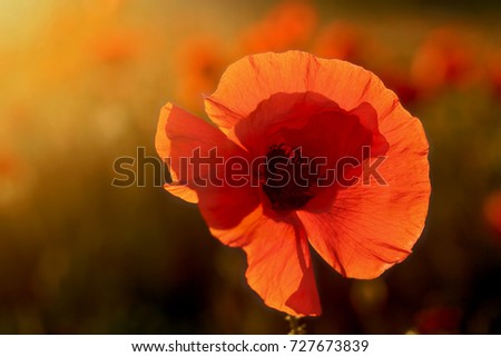 single poppy ot colorful background