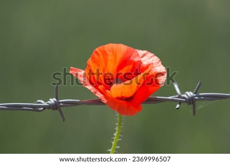 Single poppy in remembrance of those that made the ultimate sacrifice. Tangled in barbed wire.