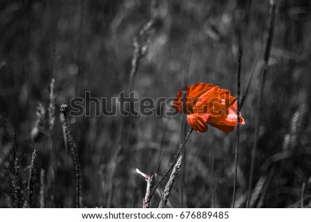 Similar – Poppy blossom from a frog’s perspective