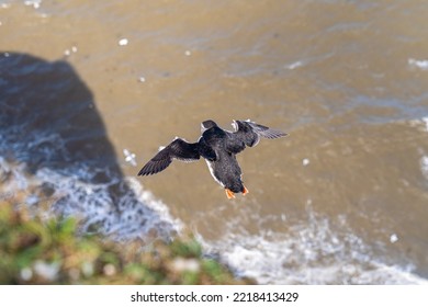 Single Portrait Puffin Flying Soaring And Gliding On A Cliff Face On Rugged UK Coastline Low-level Portrait View With Other Nesting Seabirds In Background Rocks And Ocean Water Below