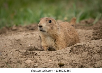 Single Prairie Dog Explores Area Just Outside Mound