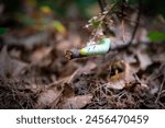 A single promethea silkmoth caterpillar has reached the end of a stick inches above the forest floor.